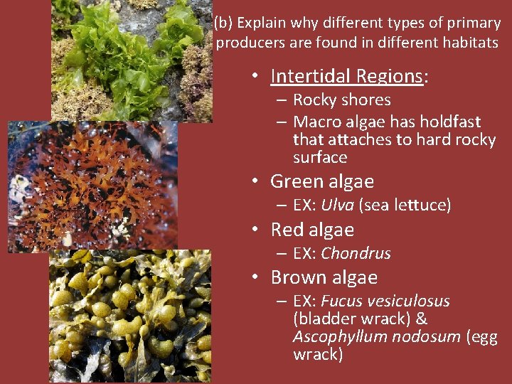 (b) Explain why different types of primary producers are found in different habitats •