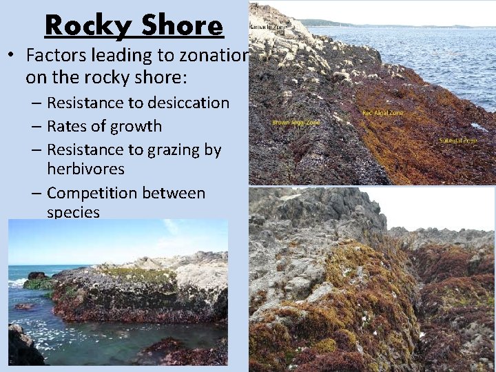 Rocky Shore • Factors leading to zonation on the rocky shore: – Resistance to