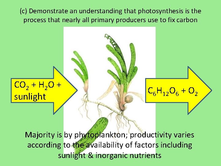 (c) Demonstrate an understanding that photosynthesis is the process that nearly all primary producers