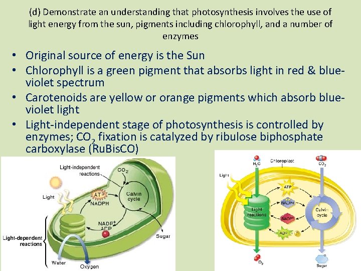 (d) Demonstrate an understanding that photosynthesis involves the use of light energy from the