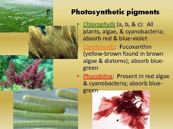 Photosynthetic pigments • Chlorophylls (a, b, & c): All plants, algae, & cyanobacteria; absorb