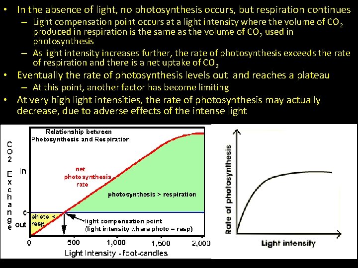  • In the absence of light, no photosynthesis occurs, but respiration continues –