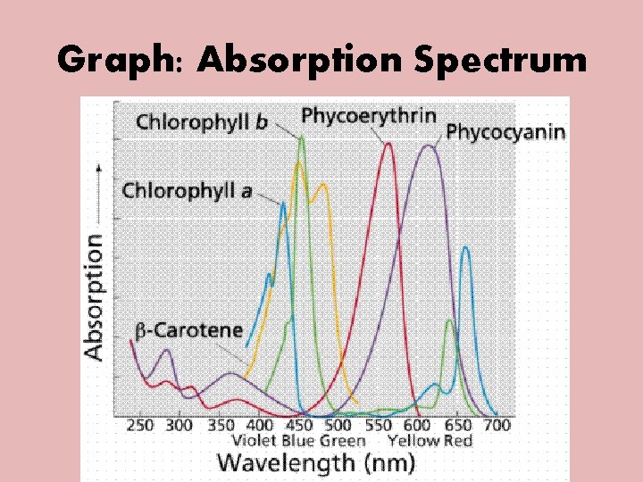 Graph: Absorption Spectrum 