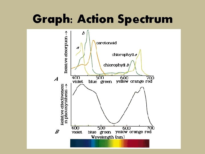 Graph: Action Spectrum 