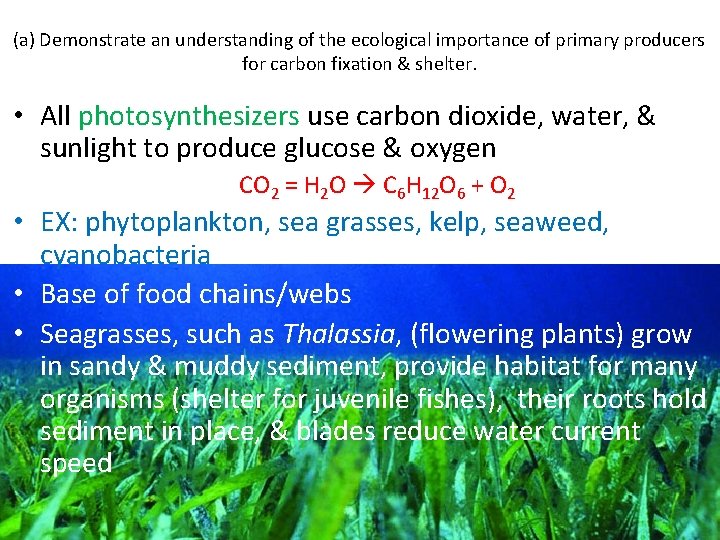 (a) Demonstrate an understanding of the ecological importance of primary producers for carbon fixation