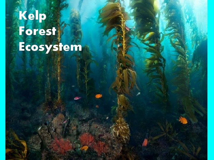 Kelp Forest Ecosystem 
