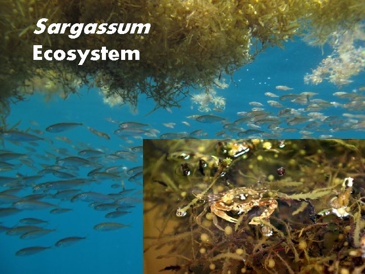 Sargassum Ecosystem 