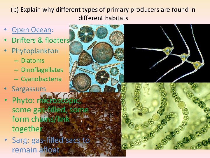 (b) Explain why different types of primary producers are found in different habitats •