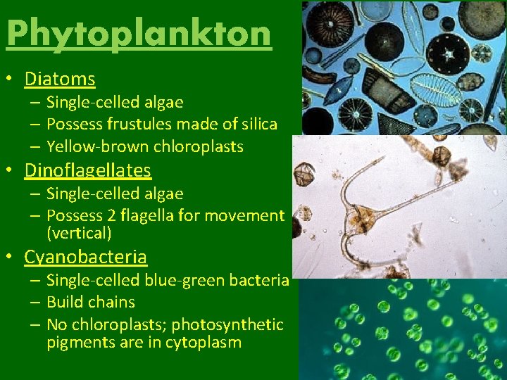 Phytoplankton • Diatoms – Single-celled algae – Possess frustules made of silica – Yellow-brown