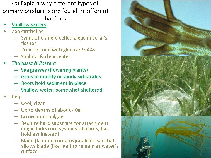 (b) Explain why different types of primary producers are found in different habitats •