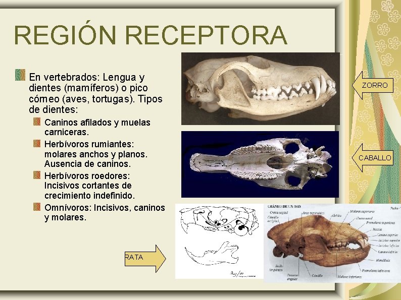 REGIÓN RECEPTORA En vertebrados: Lengua y dientes (mamíferos) o pico córneo (aves, tortugas). Tipos