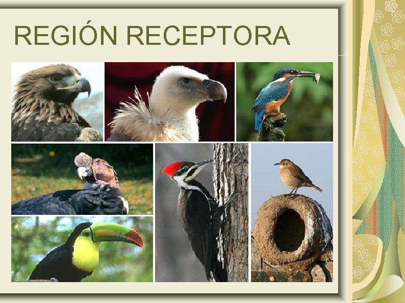 REGIÓN RECEPTORA 