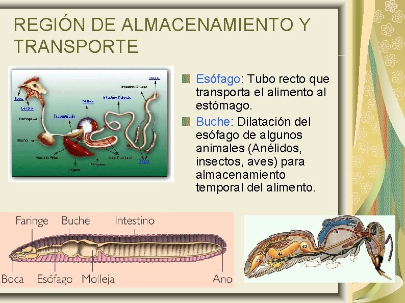 REGIÓN DE ALMACENAMIENTO Y TRANSPORTE Esófago: Tubo recto que transporta el alimento al estómago.
