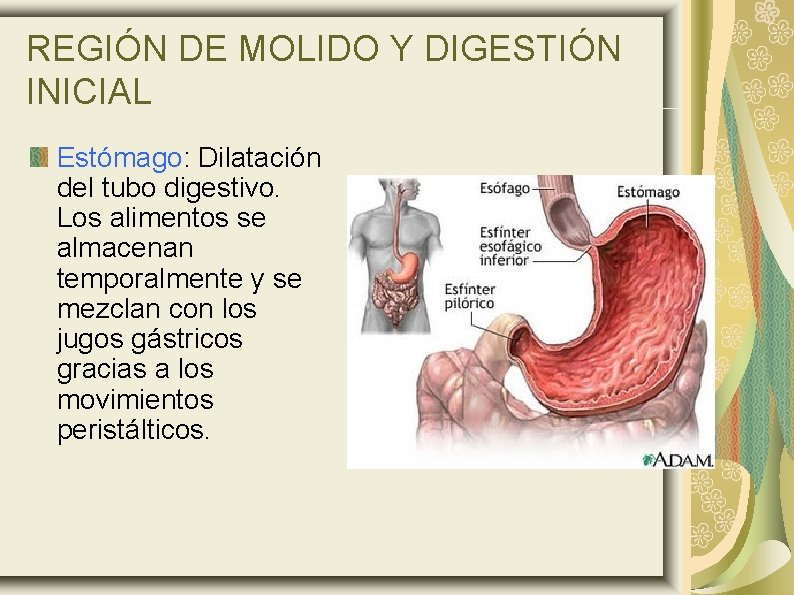 REGIÓN DE MOLIDO Y DIGESTIÓN INICIAL Estómago: Dilatación del tubo digestivo. Los alimentos se