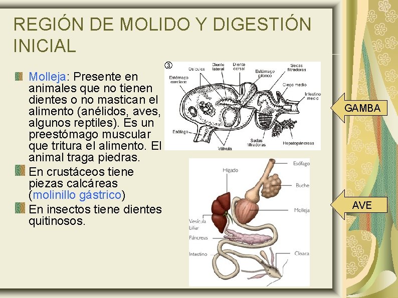 REGIÓN DE MOLIDO Y DIGESTIÓN INICIAL Molleja: Presente en animales que no tienen dientes