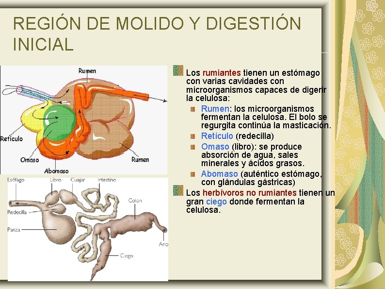 REGIÓN DE MOLIDO Y DIGESTIÓN INICIAL Los rumiantes tienen un estómago con varias cavidades