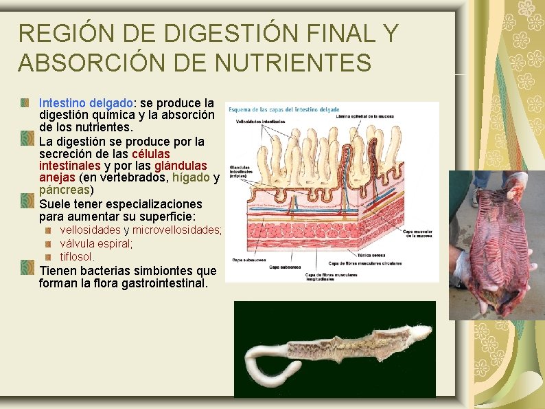 REGIÓN DE DIGESTIÓN FINAL Y ABSORCIÓN DE NUTRIENTES Intestino delgado: se produce la digestión