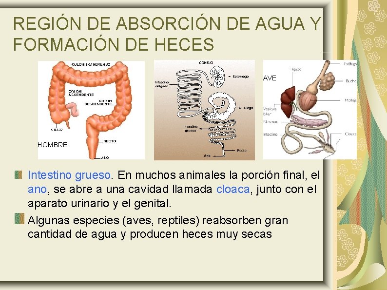REGIÓN DE ABSORCIÓN DE AGUA Y FORMACIÓN DE HECES AVE HOMBRE Intestino grueso. En