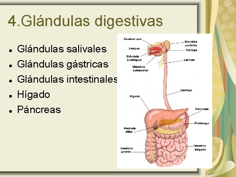 4. Glándulas digestivas Glándulas salivales Glándulas gástricas Glándulas intestinales Hígado Páncreas 