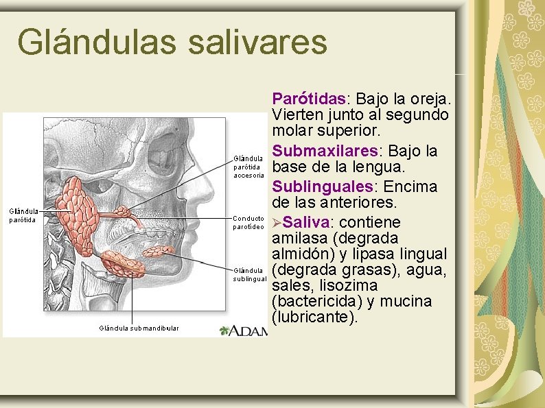 Glándulas salivares Parótidas: Bajo la oreja. Vierten junto al segundo molar superior. Submaxilares: Bajo
