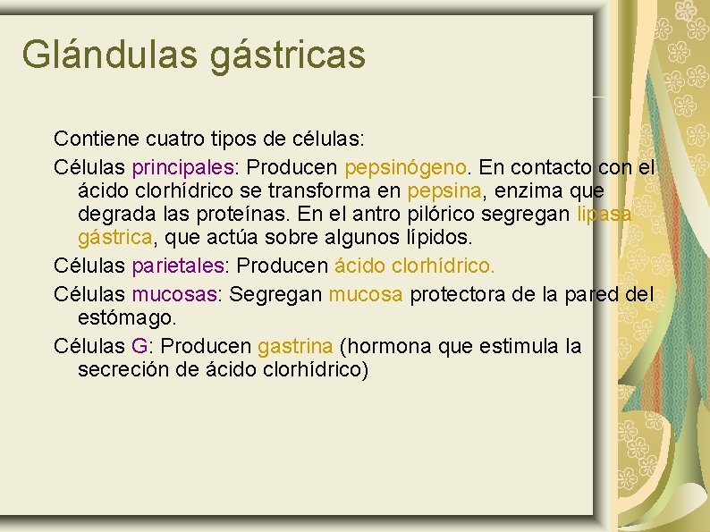 Glándulas gástricas Contiene cuatro tipos de células: Células principales: Producen pepsinógeno. En contacto con