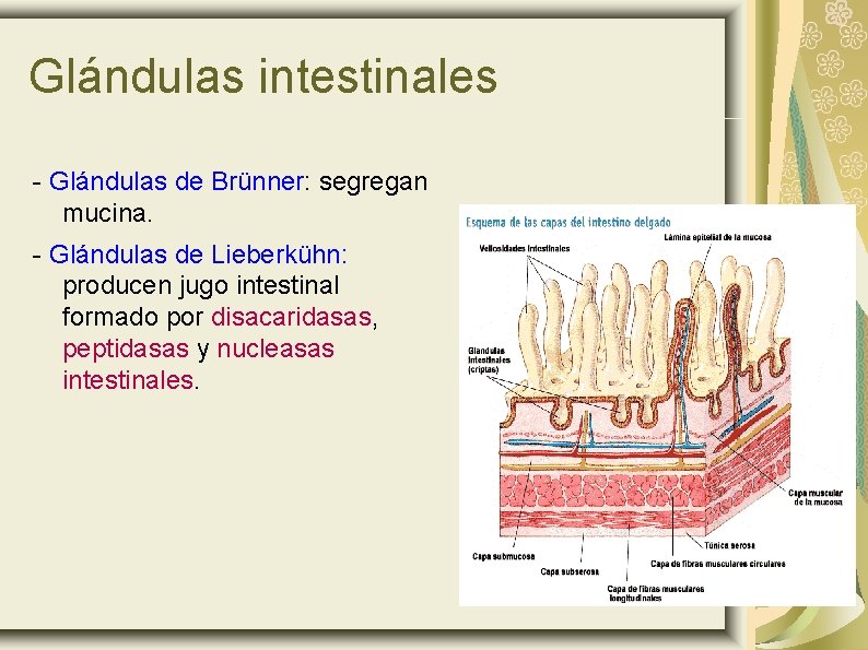 Glándulas intestinales - Glándulas de Brünner: segregan mucina. - Glándulas de Lieberkühn: producen jugo