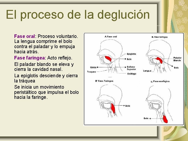 El proceso de la deglución Fase oral: Proceso voluntario. La lengua comprime el bolo