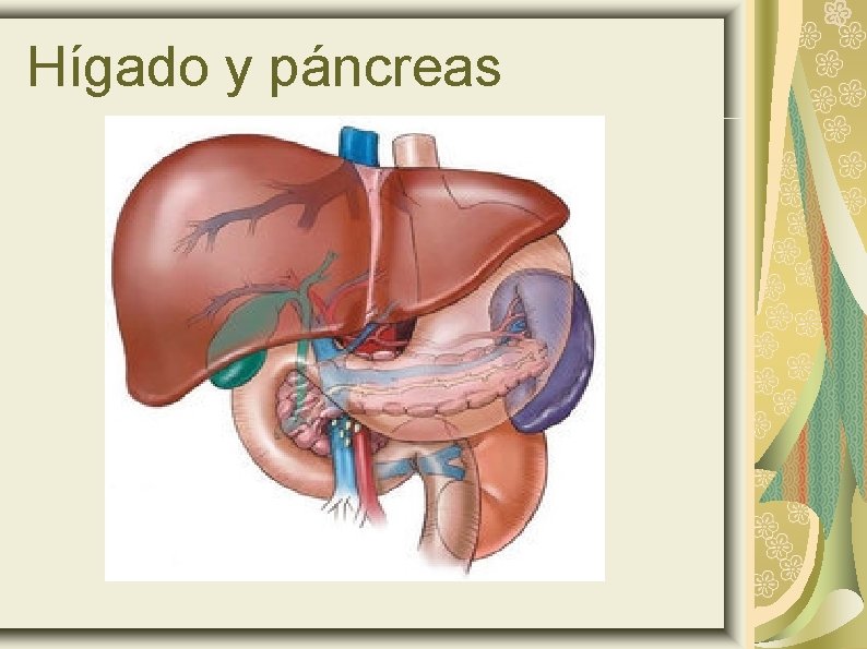 Hígado y páncreas 