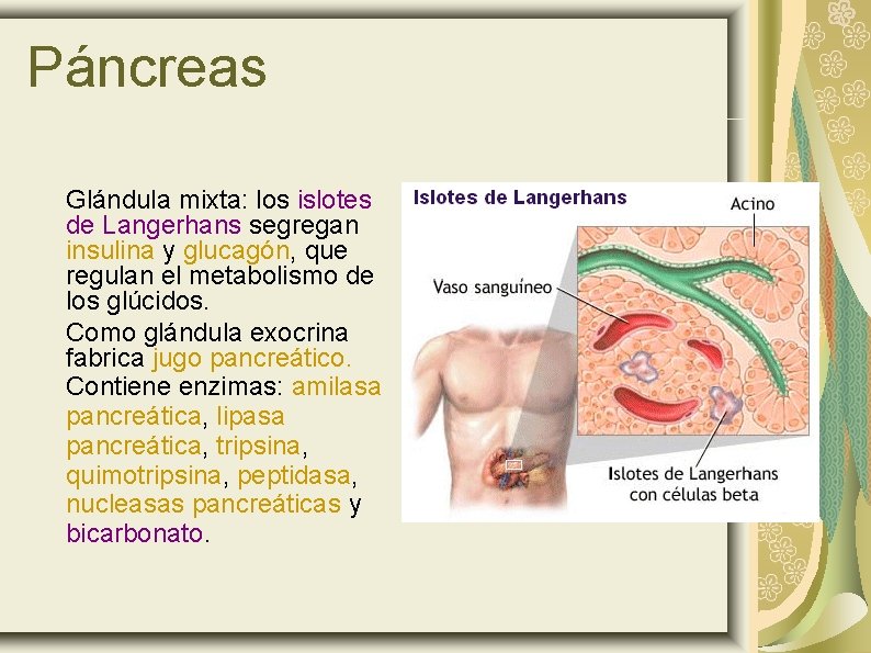 Páncreas Glándula mixta: los islotes de Langerhans segregan insulina y glucagón, que regulan el