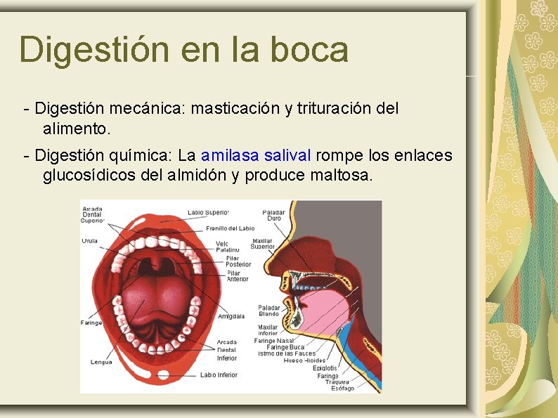 Digestión en la boca - Digestión mecánica: masticación y trituración del alimento. - Digestión