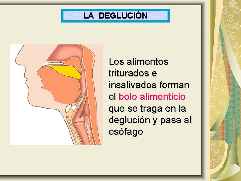 LA DEGLUCIÓN Los alimentos triturados e insalivados forman el bolo alimenticio que se traga