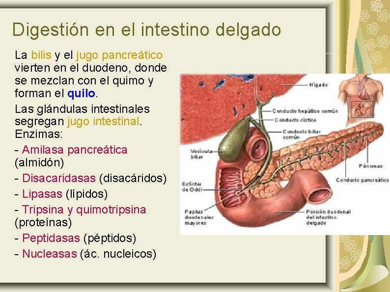 Digestión en el intestino delgado La bilis y el jugo pancreático vierten en el