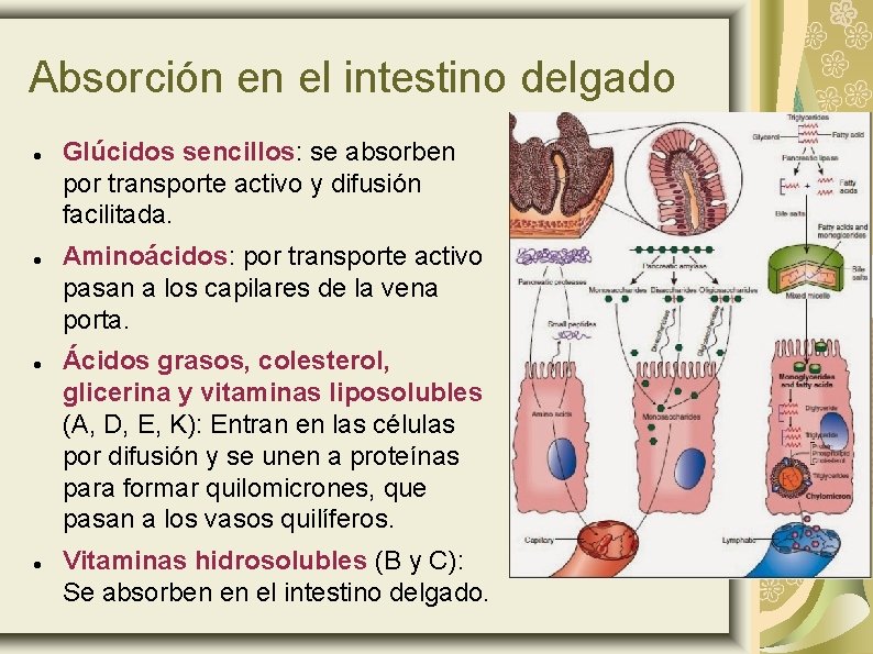 Absorción en el intestino delgado Glúcidos sencillos: se absorben por transporte activo y difusión