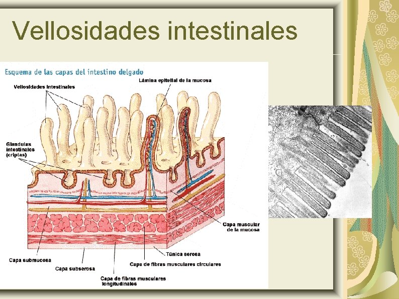 Vellosidades intestinales 