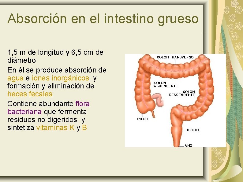Absorción en el intestino grueso 1, 5 m de longitud y 6, 5 cm