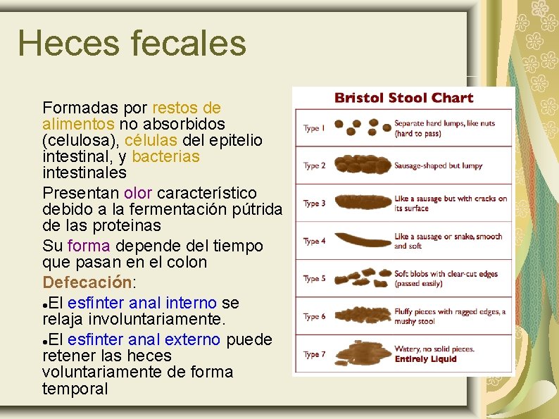 Heces fecales Formadas por restos de alimentos no absorbidos (celulosa), células del epitelio intestinal,