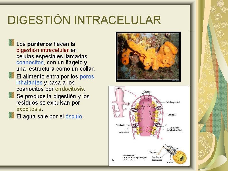 DIGESTIÓN INTRACELULAR Los poríferos hacen la digestión intracelular en células especiales llamadas coanocitos, con