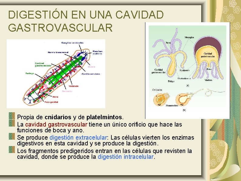 DIGESTIÓN EN UNA CAVIDAD GASTROVASCULAR Propia de cnidarios y de platelmintos. La cavidad gastrovascular