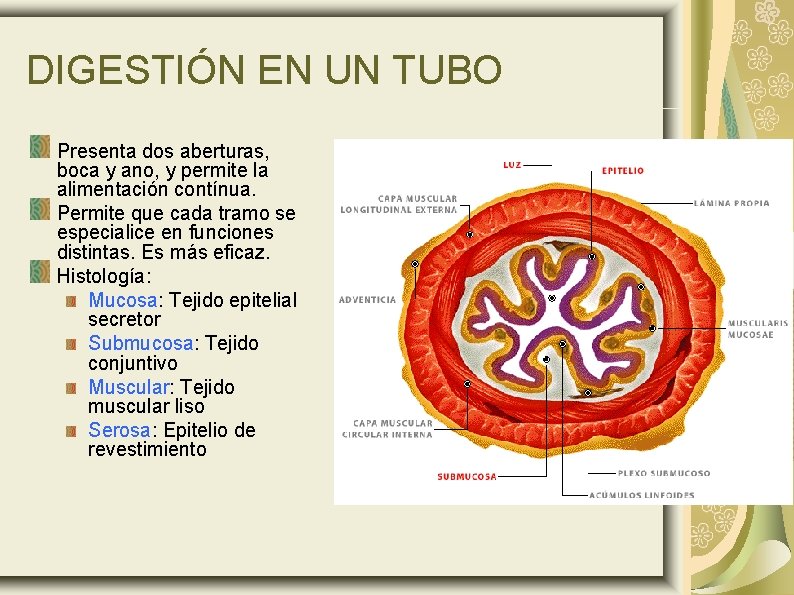 DIGESTIÓN EN UN TUBO Presenta dos aberturas, boca y ano, y permite la alimentación