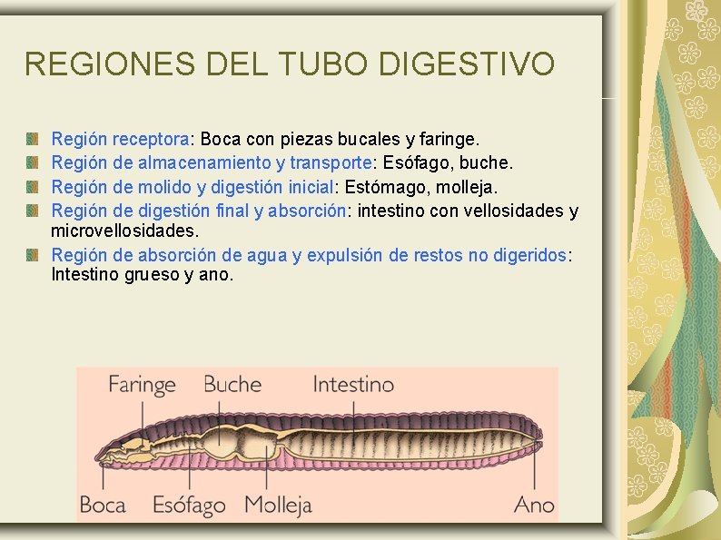 REGIONES DEL TUBO DIGESTIVO Región receptora: Boca con piezas bucales y faringe. Región de