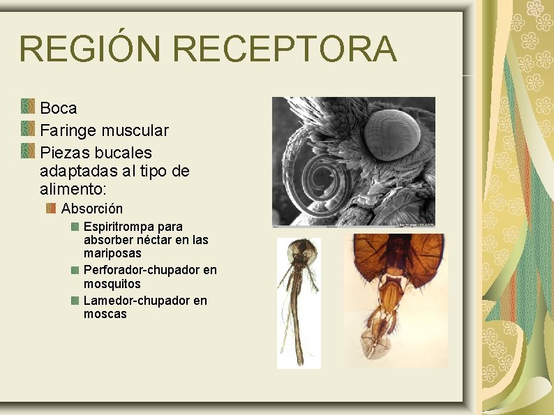 REGIÓN RECEPTORA Boca Faringe muscular Piezas bucales adaptadas al tipo de alimento: Absorción Espiritrompa