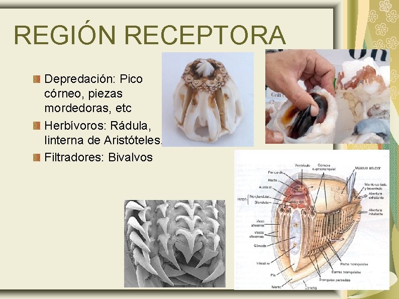 REGIÓN RECEPTORA Depredación: Pico córneo, piezas mordedoras, etc Herbívoros: Rádula, linterna de Aristóteles. Filtradores: