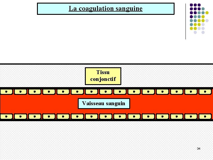 La coagulation sanguine Tissu conjonctif Vaisseau sanguin 34 