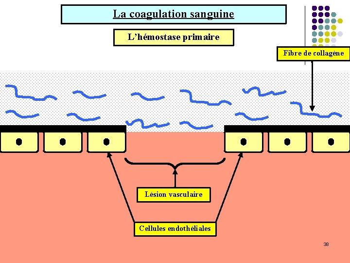 La coagulation sanguine L’hémostase primaire Fibre de collagène Lésion vasculaire Cellules endothéliales 38 