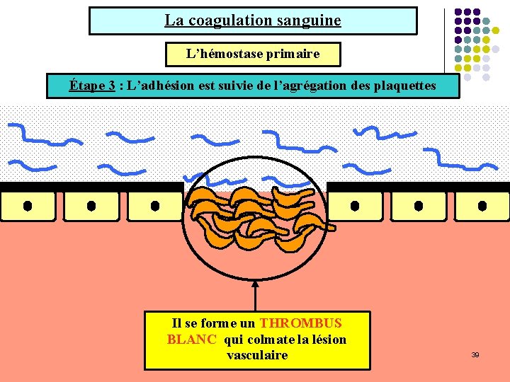 La coagulation sanguine L’hémostase primaire Étape 23: : Les L’adhésion plaquettes estadhèrent suivie deau