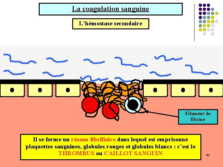 La coagulation sanguine L’hémostase secondaire Filament de fibrine Il se forme un réseau fibrillaire