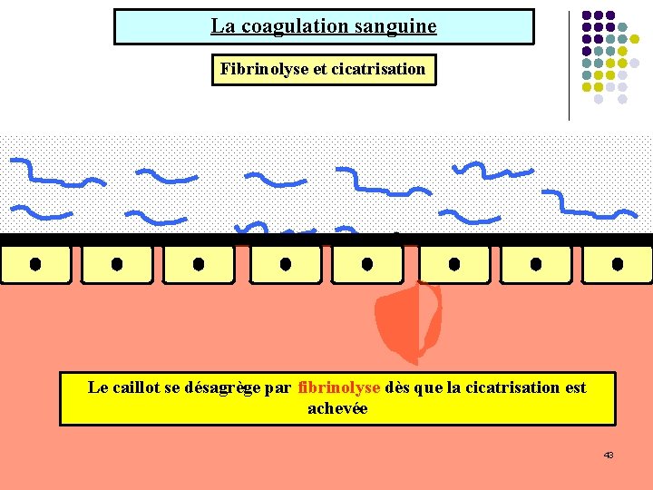 La coagulation sanguine Fibrinolyse et cicatrisation Le caillot se désagrège par fibrinolyse dès que