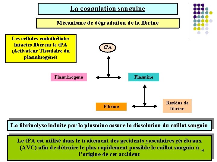 La coagulation sanguine Mécanisme de dégradation de la fibrine Les cellules endothéliales intactes libèrent