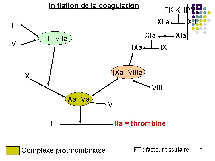 Initiation de la coagulation PK KHPM XIIa FT XIa FT- VIIa VII IXa XII