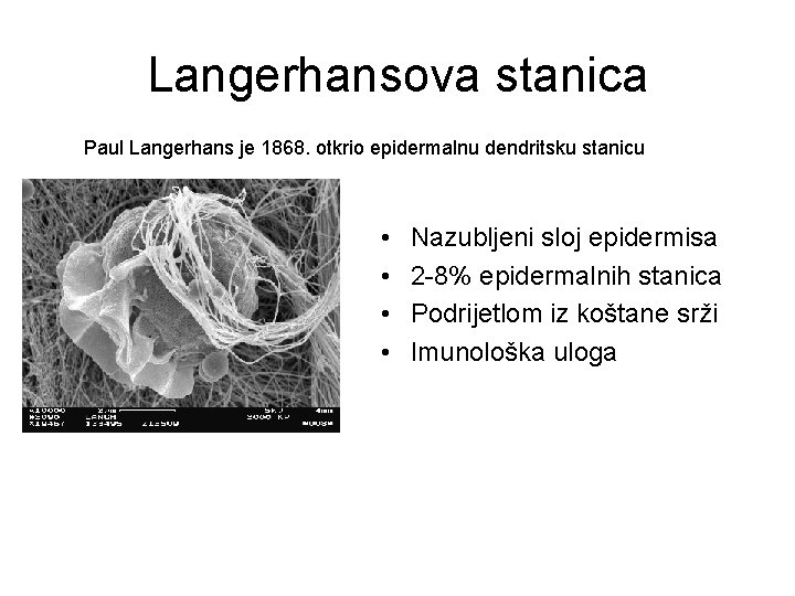 Langerhansova stanica Paul Langerhans je 1868. otkrio epidermalnu dendritsku stanicu • • Nazubljeni sloj